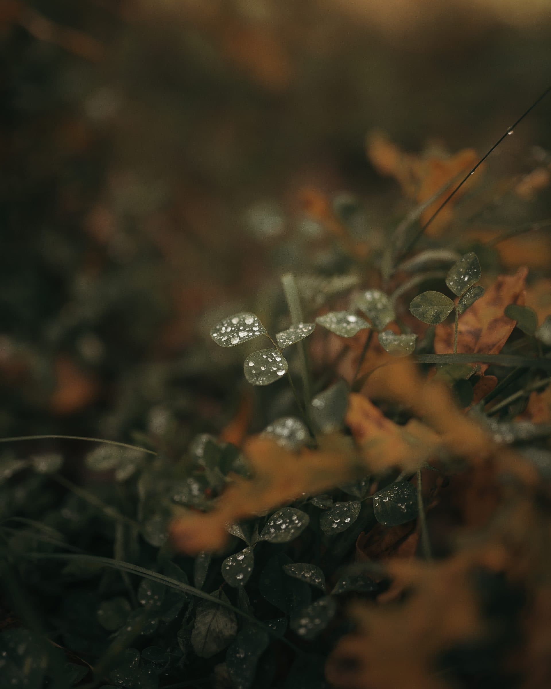 Aerial view of mixed Latvian forest, autumn birches scattered through dark spruce